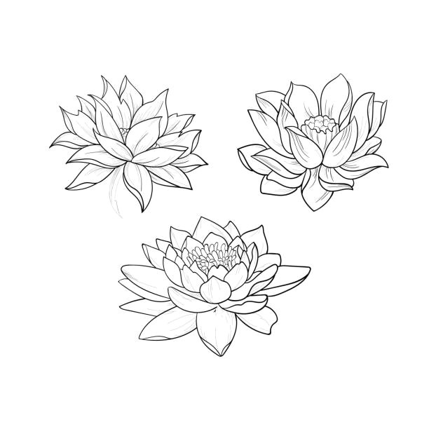 Drawings Of Flowers Lotus 9 Royalty Free Sacred Lotus Flowers Clip Art Vector Images