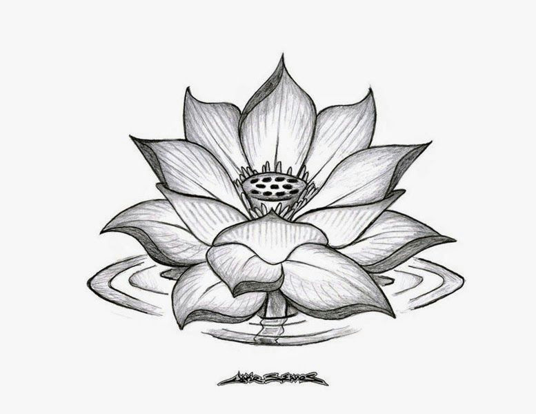 Drawings Of Flowers Lotus Flowers Drawings Yeskebumennewsco Random Pinterest Tattoos