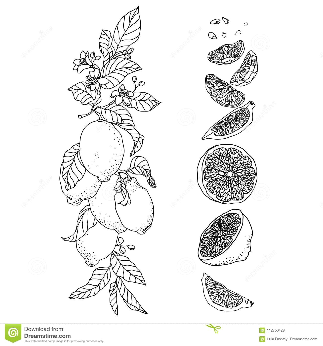 Drawings Of Flowers On Branches Set with Lemon Plant Vertical Branch with Flowers and Fruits Stock