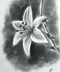 Drawings Of Flowers Pretty 61 Best Art Pencil Drawings Of Flowers Images Pencil Drawings