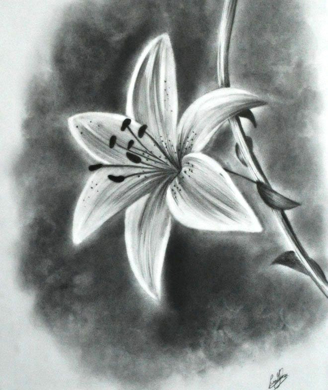 Drawings Of Flowers Realistic Image Result for Realistic Drawings Of Flowers Draw Pencil