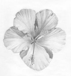 Drawings Of Flowers Shading 61 Best Art Pencil Drawings Of Flowers Images Pencil Drawings