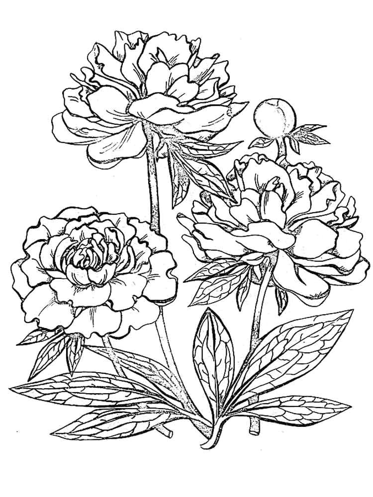 Drawings Of Flowers to Print Peony Flower Coloring Pages Download and Print Peony Flower