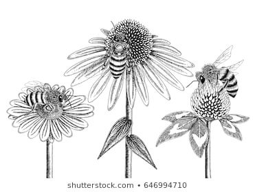 Drawings Of Flowers with Bees Bumble Bee Images Stock Photos Vectors Shutterstock