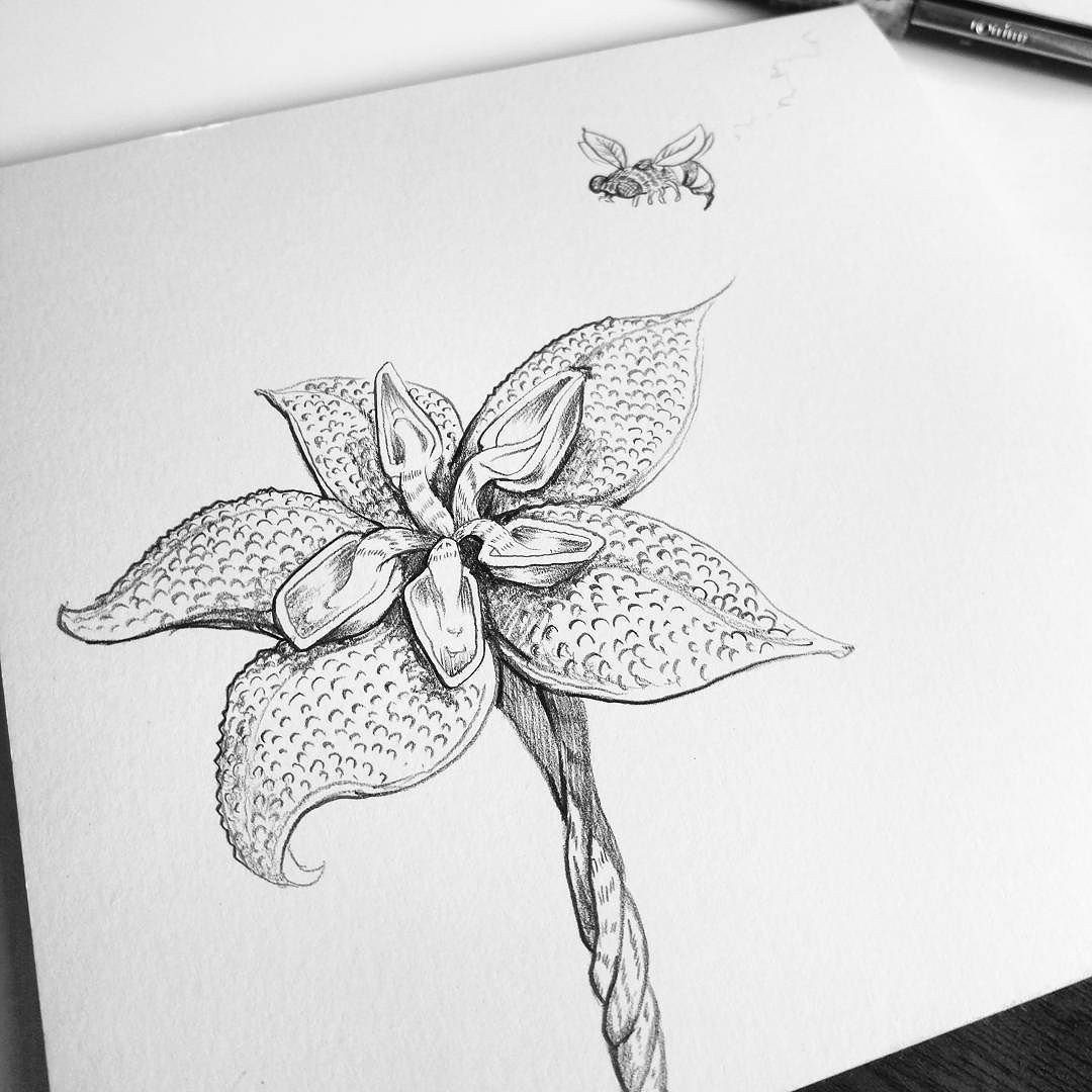 Drawings Of Flowers with Bees Creating Fantasy Flowers for Fun Pencil Drawing Doodle
