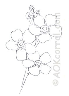 Drawings Of forget Me Not Flowers 136 Best Draw Flowers Images