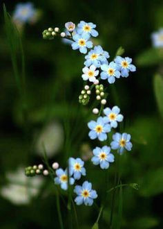 Drawings Of forget Me Not Flowers 55 Best Wildflower Drawing Images Botanical Drawings Drawings