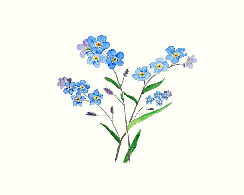 Drawings Of forget Me Not Flowers Blue forget Me Not 2 by Colorandcolor Rose In 2019 Pinterest
