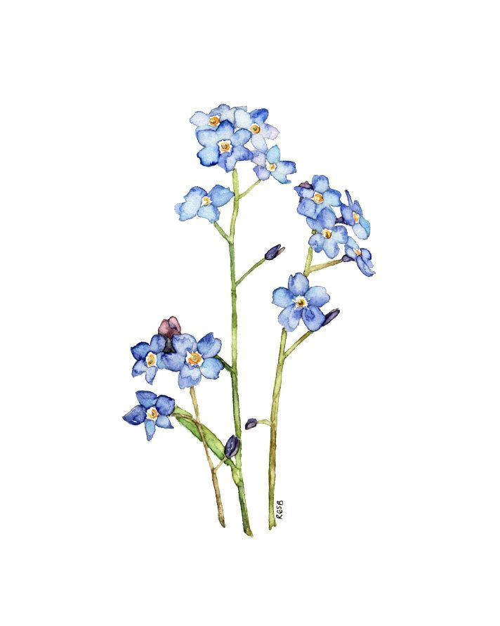 Drawings Of forget Me Not Flowers forget Me Not Painting Print From My by thecolorfulcatstudio
