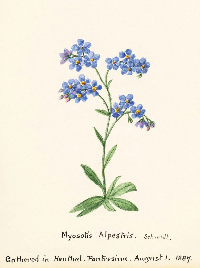 Drawings Of forget Me Not Flowers Pin Od Dorota Miltyk Na Wildflower Botanical Illustration