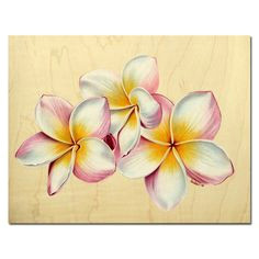 Drawings Of Frangipani Flowers 196 Best Plumeria Images In 2019 Beautiful Flowers Hawaiian