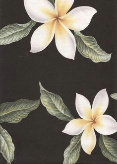 Drawings Of Frangipani Flowers 218 Best Plumeria Images Plumeria Flowers Drawings Gardens