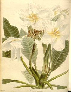 Drawings Of Frangipani Flowers 32 Best Frangipani Illustration Images Botanical Drawings