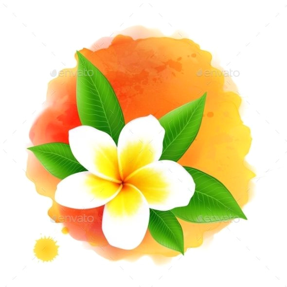 Drawings Of Frangipani Flowers Vector Frangipani Flower On orange Watercolor Business Logo S In