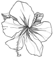 Drawings Of Gladiolus Flowers 26 Best Tattoos Images Gladiolus Flower Tattoos Flower Tattoo