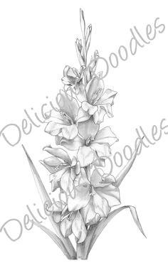 Drawings Of Gladiolus Flowers 35 Best Garden Gladiolus Tattoo Designs Images Flowers Gladiolus