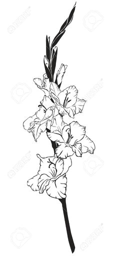 Drawings Of Gladiolus Flowers Die 14 Besten Bilder Von Gladiolen Tattoo Gladiolus Tattoo