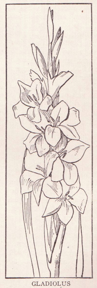 Drawings Of Gladiolus Flowers Gladiolus Flower Drawing Images Beautiful Coloring Pages