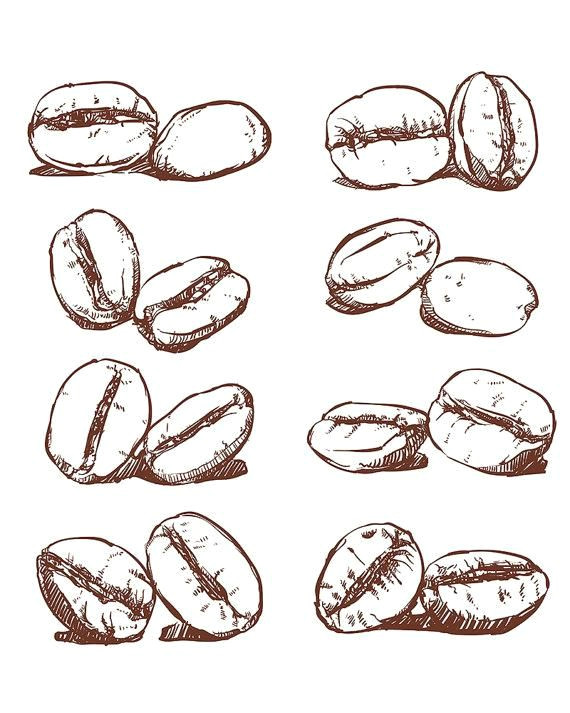 Drawings Of Hands for Sale Coffee Bean Hand Drawn Vector Sketch Of Coffee Beans Hand Drawn