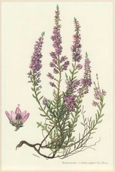 Drawings Of Heather Flowers Pin Od Beata byska Na Lavendula Pinterest Botanical Prints