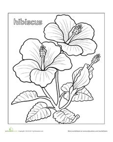 Drawings Of Hibiscus Flower 11 Best Hibiscus Drawing Images In 2019 Hibiscus Drawing Hibiscus