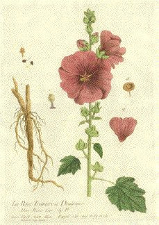 Drawings Of Hollyhock Flower 131 Best Hollyhocks Images Beautiful Flowers Garden Plants