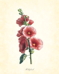 Drawings Of Hollyhock Flower 229 Best Art Hollyhocks Images In 2019 Flower Art Art Flowers