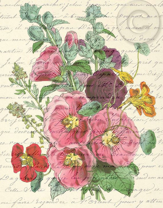 Drawings Of Hollyhock Flower Antiqued Vintage Pink Hollyhock Flower Digital Download Print