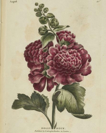 Drawings Of Hollyhock Flower Rose Colored Double Hollyhock Flowers 1777 Flower Illustrations