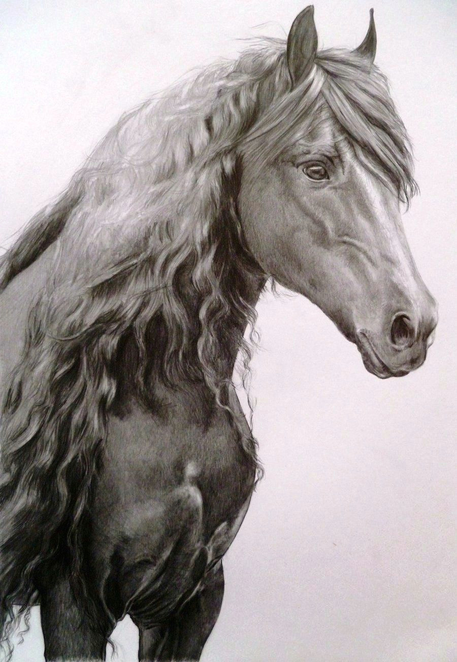 Drawings Of Horse Eyes This Horse Has A Wonderful soft Eye Equine Obsession Horses