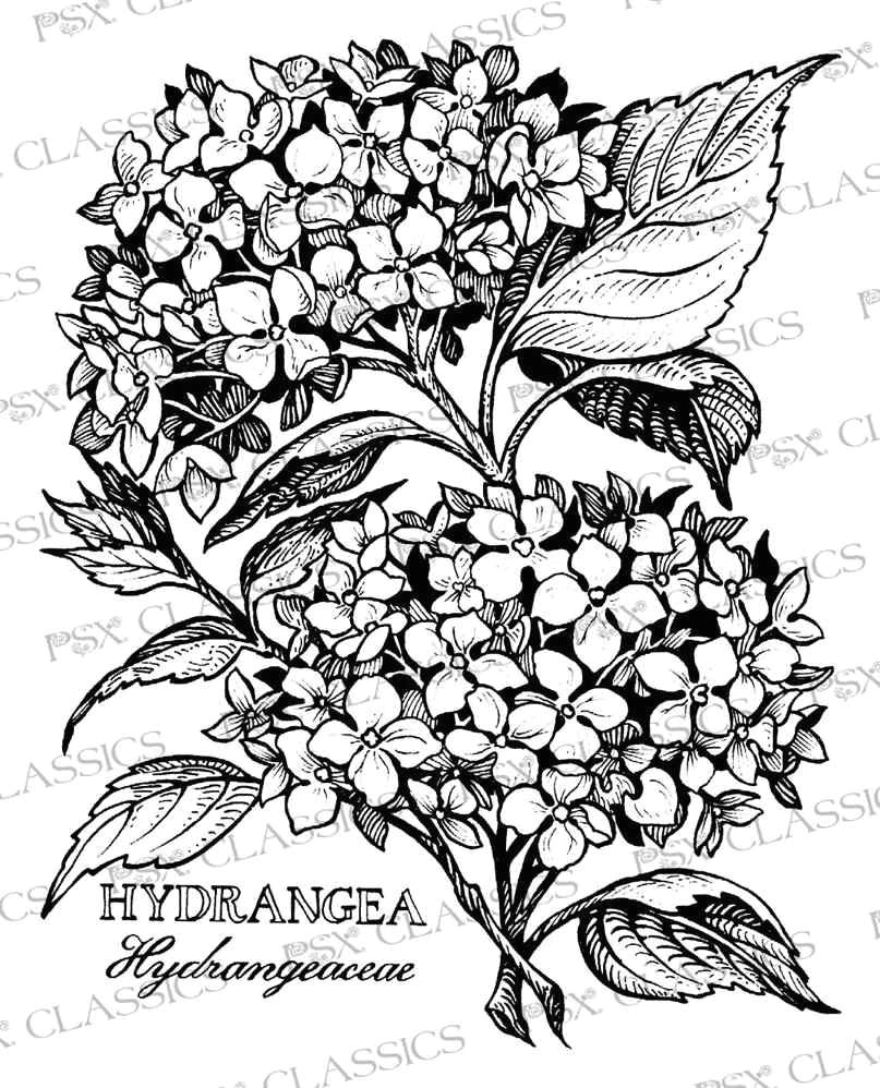Drawings Of Hydrangea Flowers Hydrangea Botanical Psx Design Classics On Www