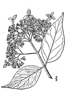 Drawings Of Hydrangea Flowers Hydrangea Cinerea Wikipedia
