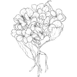 Drawings Of Hydrangea Flowers Hydrangea Illustration Free Google Search Four Season Flowers