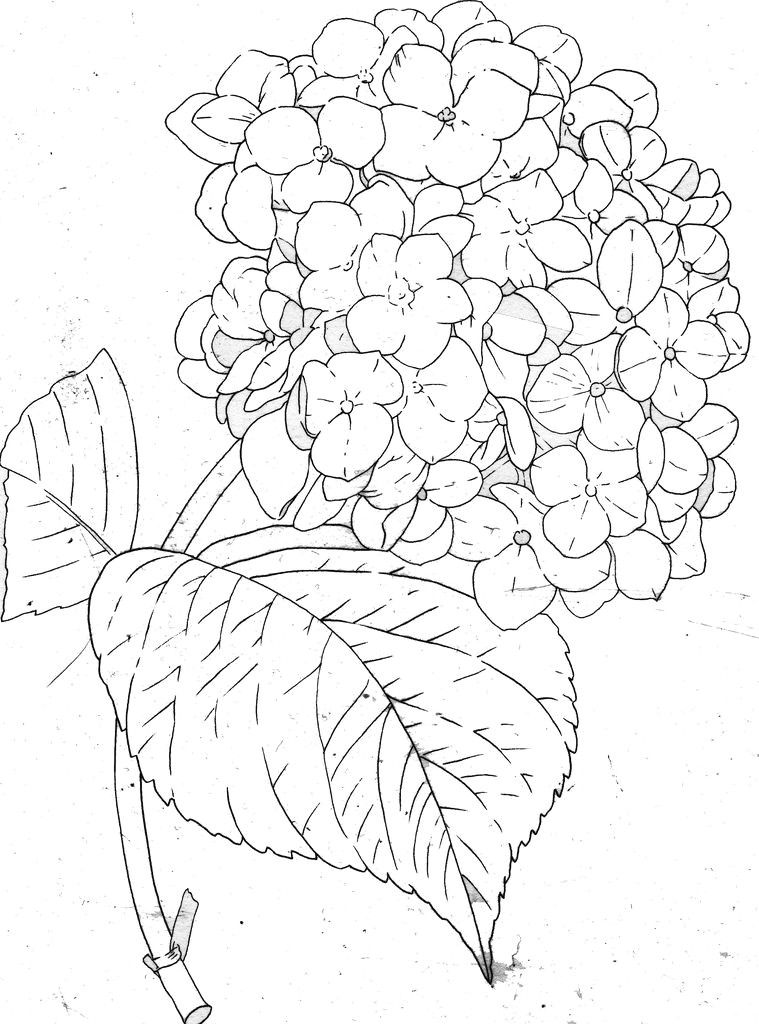 Drawings Of Hydrangea Flowers Hydrangea Line In 2019 Watercolor Painting Embroidery