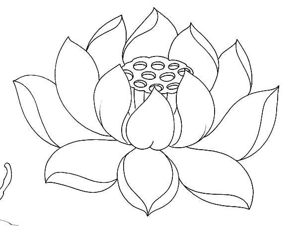 Drawings Of Indian Flowers Lotus Flower Drawing Outline at Living Room In 2019 Flower