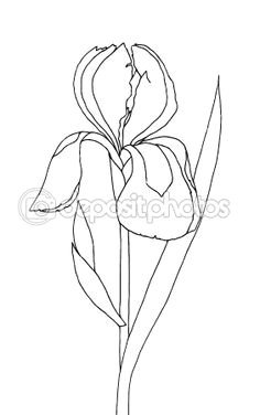 Drawings Of Iris Flowers 63 Best Iris Images Irises Iris Painting Art