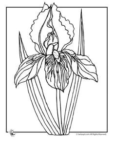Drawings Of Iris Flowers Coloring Page Iris Flower Bing Images Line Drawings Of Irises