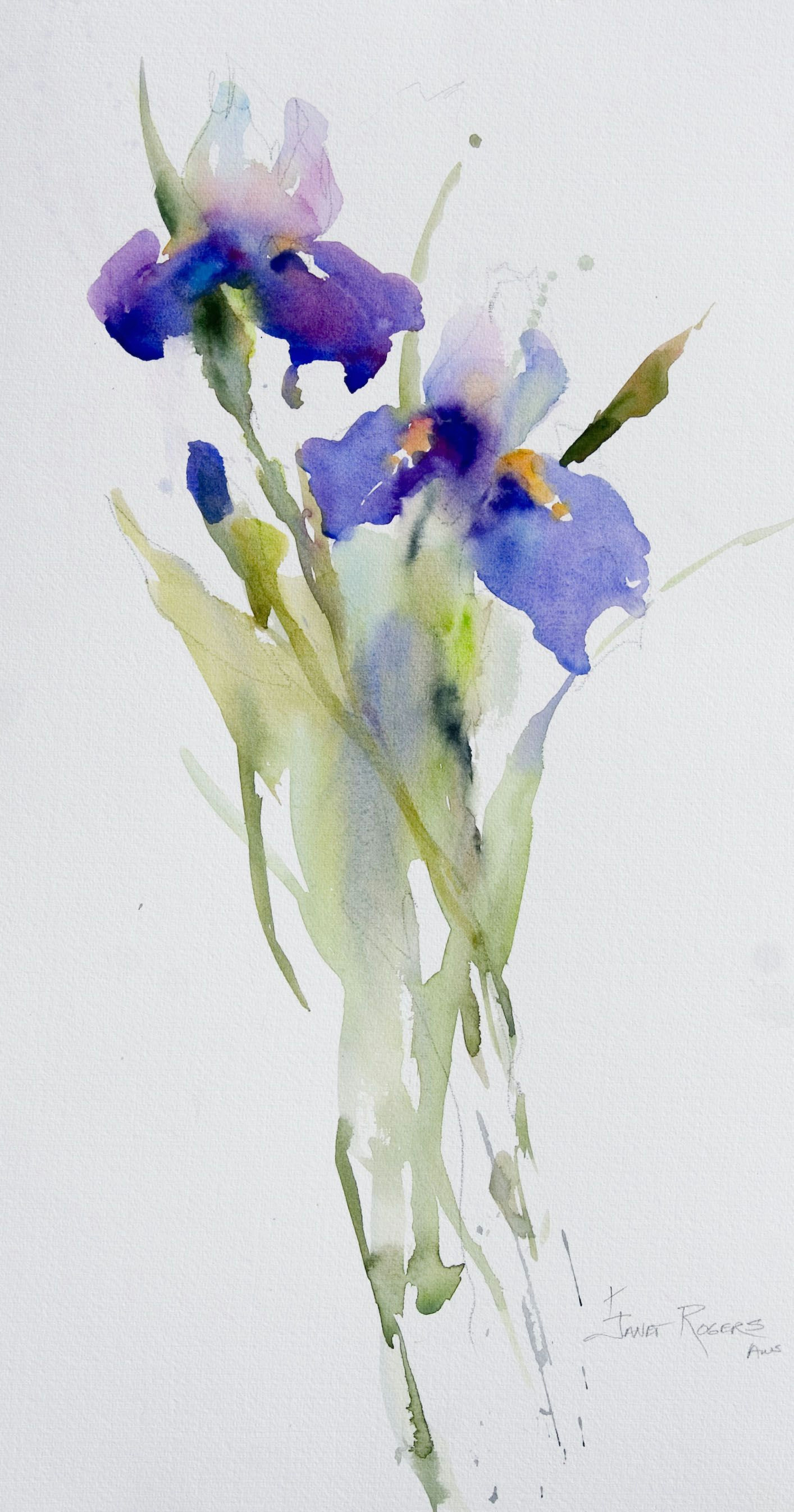 Drawings Of Iris Flowers Janet Rogers Irises Watercolor Pinterest Watercolor
