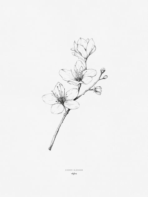 Drawings Of Japanese Flowers Cherry Blossom Hand Drawn Illustration by Inkylines these Flowers