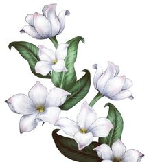 Drawings Of Jasmine Flowers Jasminbluten Getrocknete Ganze Jasminblute Jasmin Flower Flowers