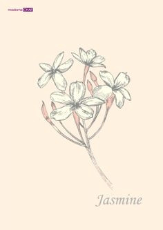 Drawings Of Jasmine Flowers Jasmine Flower Drawings Bing Images Finishes Tattoos Jasmine