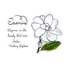 Drawings Of Jasmine Flowers Jasmine Flower Drawings Bing Images Finishes Tattoos Jasmine