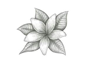 Drawings Of Jasmine Flowers Jasmine Flower Drawings Bing Images Finishes Tattoos Jasmine