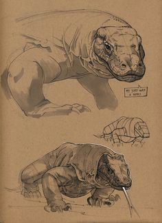 Drawings Of Komodo Dragons 109 Best Komodo Dragon Images Lizards Reptiles Amphibians