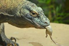 Drawings Of Komodo Dragons 109 Best Komodo Dragon Images Lizards Reptiles Amphibians