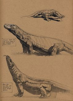 Drawings Of Komodo Dragons 109 Best Komodo Dragon Images Lizards Reptiles Amphibians