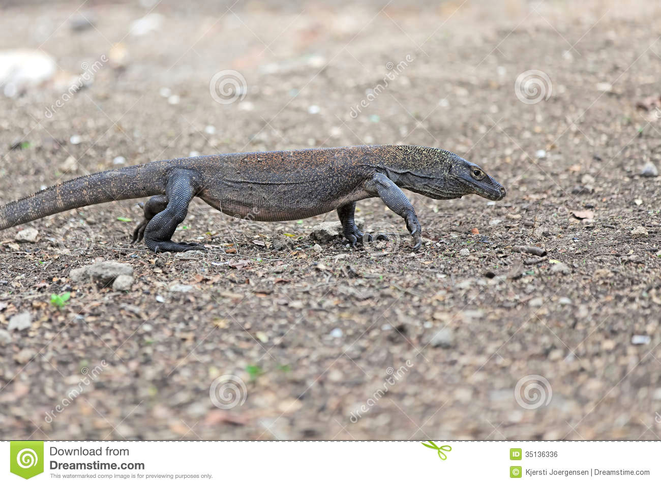 Drawings Of Komodo Dragons Komodo Dragon Stock Photo Image Of island asia Exotic 35136336