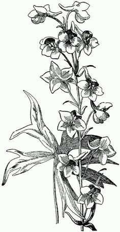 Drawings Of Larkspur Flower 35 Best Larkspur Tattoo Images Larkspur Tattoo Tattoos Larkspur