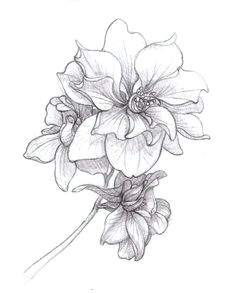 Drawings Of Larkspur Flower 35 Best Larkspur Tattoo Images Larkspur Tattoo Tattoos Larkspur