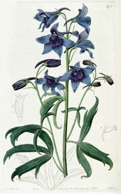 Drawings Of Larkspur Flower 56 Best Delphinium Images Botanical Drawings Botany Botanical Art